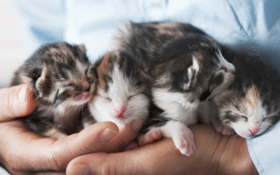 First Microchip? When to Chip Your Puppy or Kitten