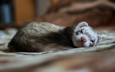 How To Tell When Your Pocket Pet Is Sick