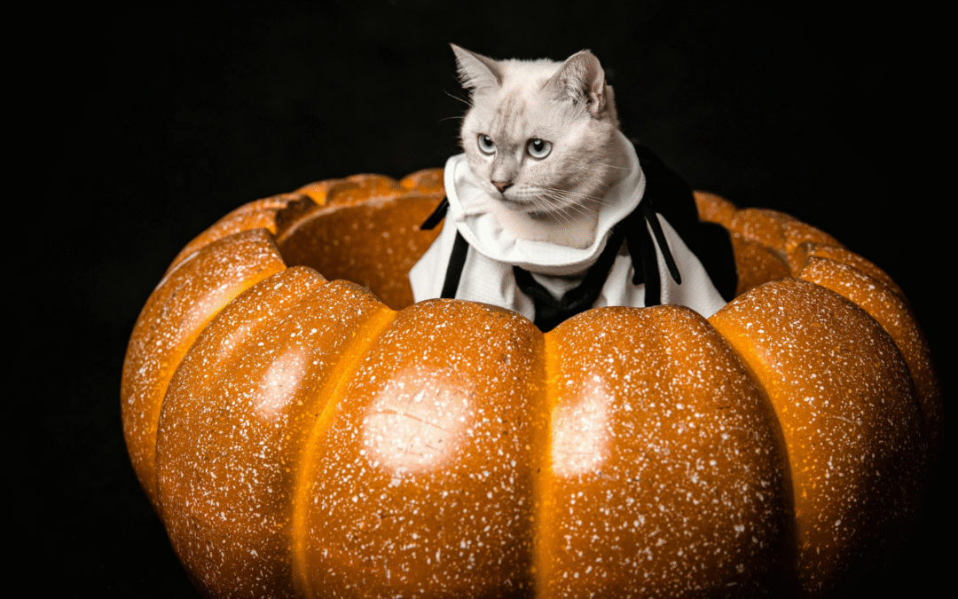 Five Halloween Dangers for Pets in Holland, MI