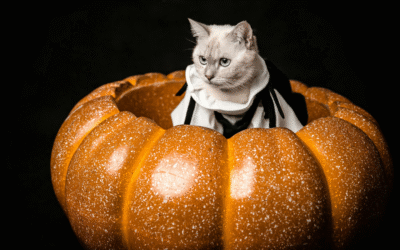 Five Halloween Dangers for Pets in Holland, MI