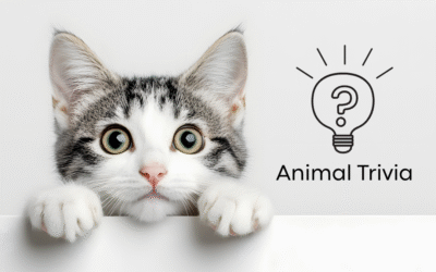 Vet Near Me Quiz – Are You Smarter Than a 5th Grader? Pet Edition | East Holland Veterinary Clinic
