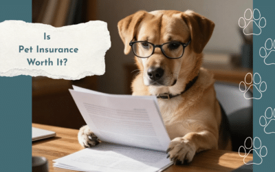 Is Pet Insurance Worth It in Holland, MI