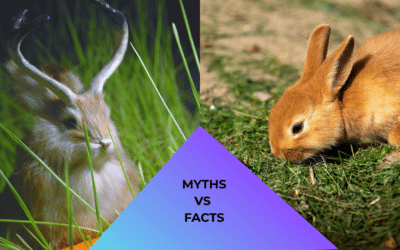 Myths vs Facts About Animal Care