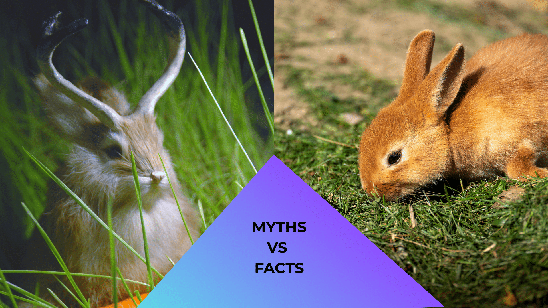 Jackalope Myth vs Real Pet Rabbit Jackalope beside a pet rabbit representing myths and facts about animal care in Holland, MI