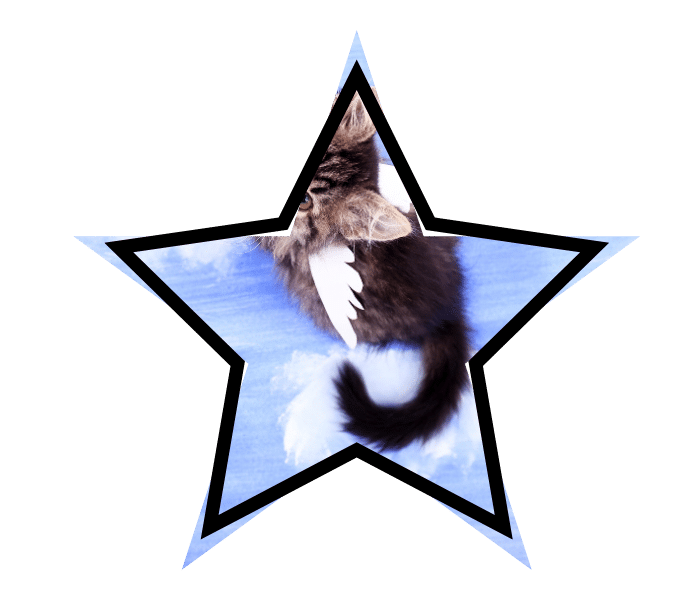 Mythical winged cat representing myths that pet owners believe about animal care