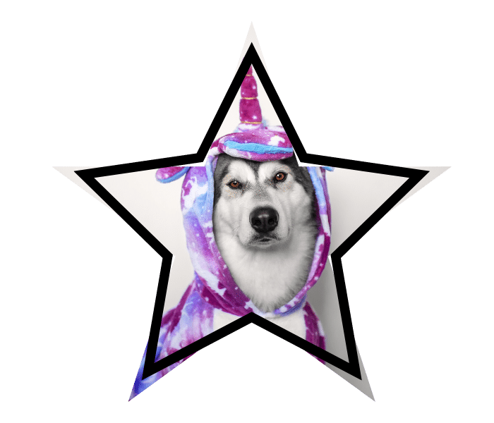 Dog in a Unicorn Costume