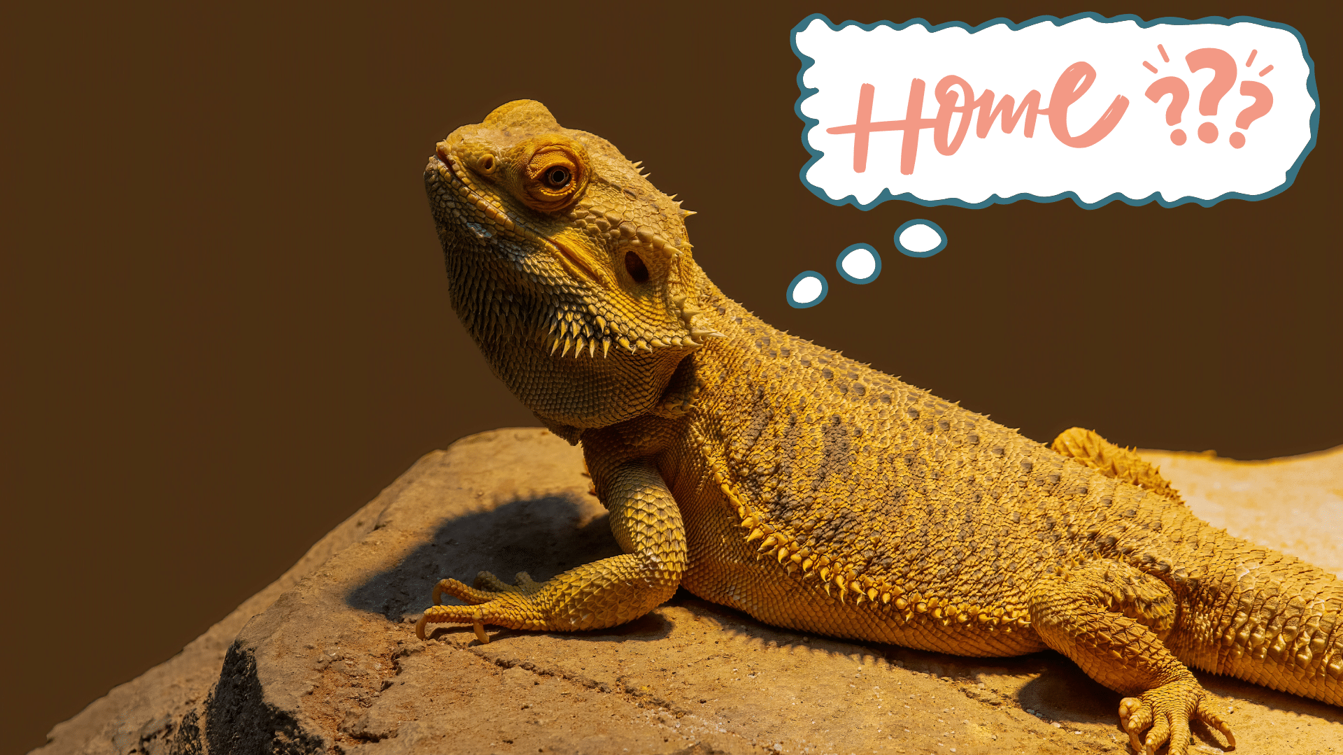 Bearded dragon thinking about new home in Holland, MI