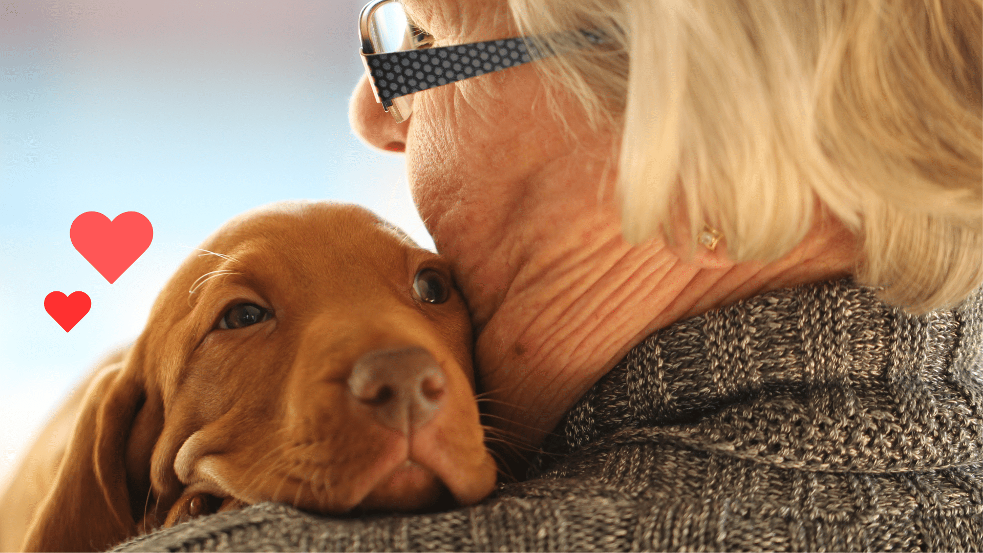 New puppy bonding with an owner with help from East Holland Veterinary Clinic